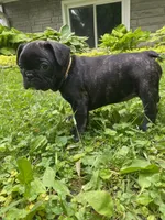 Martini, a female French Bulldog for sale in Alexandria, MN – 5 of 10