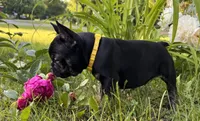 Tito, a male French Bulldog for sale in Alexandria, MN – 6 of 7