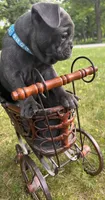 Potato, a male French Bulldog for sale in Alexandria, MN – 6 of 9