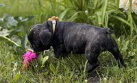 Martini, a female French Bulldog for sale in Alexandria, MN – 6 of 10