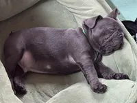 Bandito, a male French Bulldog for sale in Alexandria, MN – 5 of 8