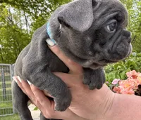 Potato, a male French Bulldog for sale in Alexandria, MN – 7 of 9