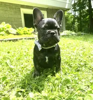 Tito, a male French Bulldog for sale in Alexandria, MN – 2 of 7