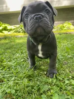Bandito, a male French Bulldog for sale in Alexandria, MN – 3 of 8