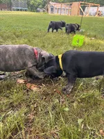 Tito, a male French Bulldog for sale in Alexandria, MN – 7 of 7