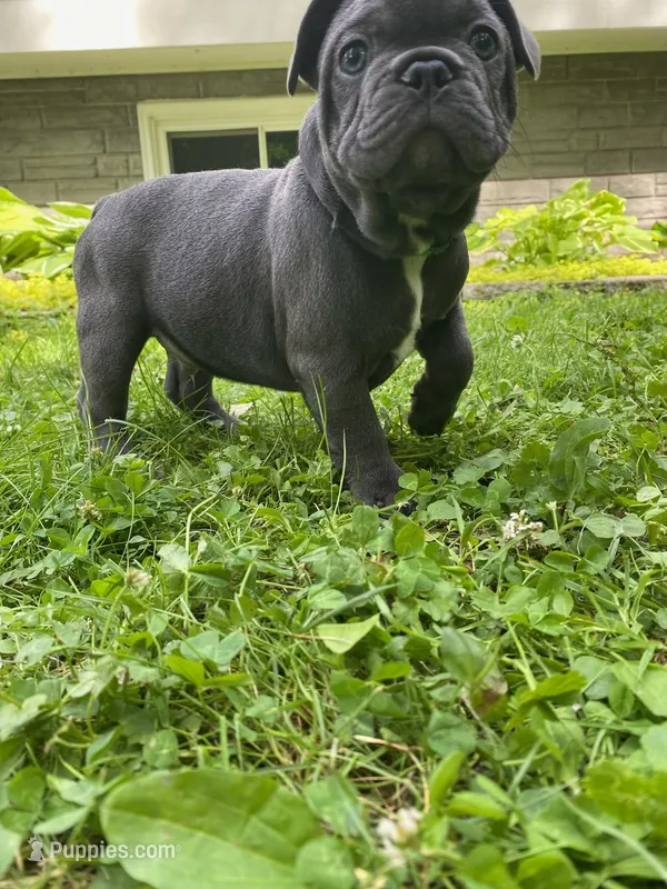 Bandito – French Bulldog puppy for sale in Alexandria, MN