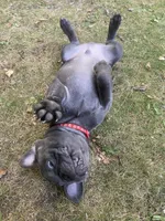 Tator , a male French Bulldog for sale in Alexandria, MN – 8 of 8