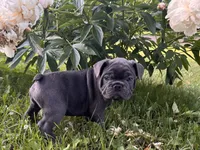 Bandito, a male French Bulldog for sale in Alexandria, MN – 8 of 8