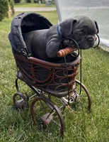 Potato, a male French Bulldog for sale in Alexandria, MN – 3 of 9