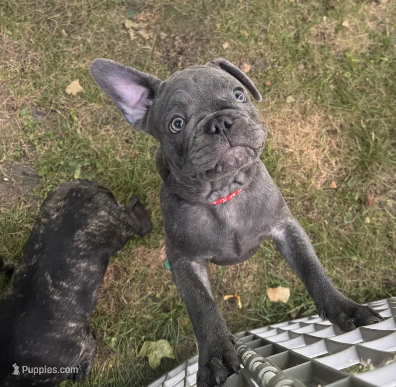 Tator  – French Bulldog puppy for sale in Alexandria, MN