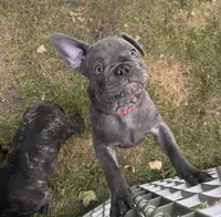 Tator , a male French Bulldog for sale in Alexandria, MN – 1 of 8