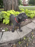 Tator , a male French Bulldog for sale in Alexandria, MN – 4 of 8