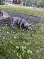 Nacho, a male French Bulldog for sale in Alexandria, MN – 8 of 9