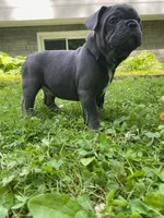 Bandito, a male French Bulldog for sale in Alexandria, MN – 4 of 8