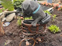 Potato, a male French Bulldog for sale in Alexandria, MN – 5 of 9