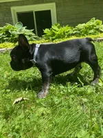 Tito, a male French Bulldog for sale in Alexandria, MN – 3 of 7