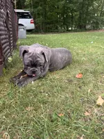 Tator , a male French Bulldog for sale in Alexandria, MN – 7 of 8
