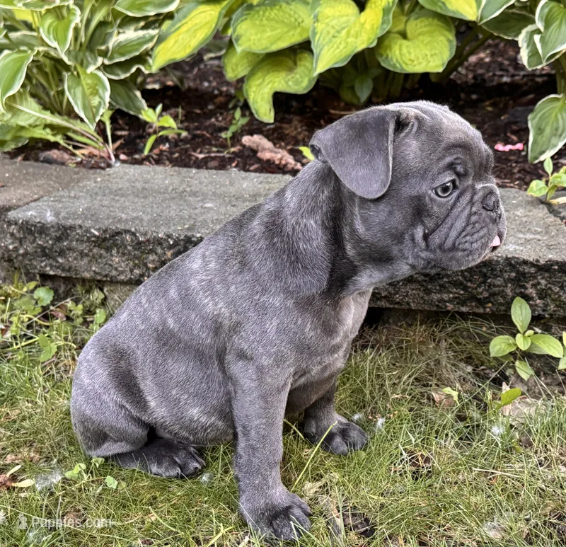 Tator  – French Bulldog puppy for sale in Alexandria, MN