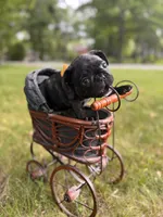 Martini, a female French Bulldog for sale in Alexandria, MN – 8 of 9
