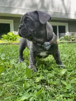 Nacho, a male French Bulldog for sale in Alexandria, MN – 3 of 4