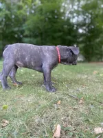Tator , a male French Bulldog for sale in Alexandria, MN – 5 of 8