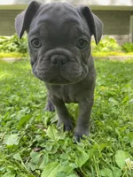Tator , a male French Bulldog for sale in Alexandria, MN – 7 of 9