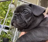 Potato, a male French Bulldog for sale in Alexandria, MN – 4 of 9