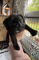 Martini, a female French Bulldog for sale in Alexandria, MN – 6 of 9
