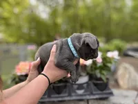 Potato, a male French Bulldog for sale in Alexandria, MN – 2 of 9