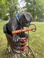Potato, a male French Bulldog for sale in Alexandria, MN – 8 of 9