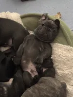 Tator , a male French Bulldog for sale in Alexandria, MN – 8 of 9