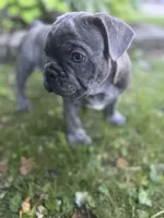 Nacho, a male French Bulldog for sale in Alexandria, MN – 9 of 9
