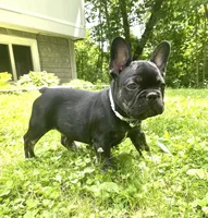 Tito, a male French Bulldog for sale in Alexandria, MN – 4 of 7