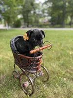Martini, a female French Bulldog for sale in Alexandria, MN – 5 of 9