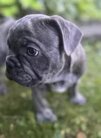 Nacho, a male French Bulldog for sale in Alexandria, MN – 7 of 9
