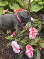 Rosita, a female French Bulldog for sale in Alexandria, MN – 5 of 6
