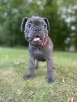 Tator , a male French Bulldog for sale in Alexandria, MN – 6 of 8