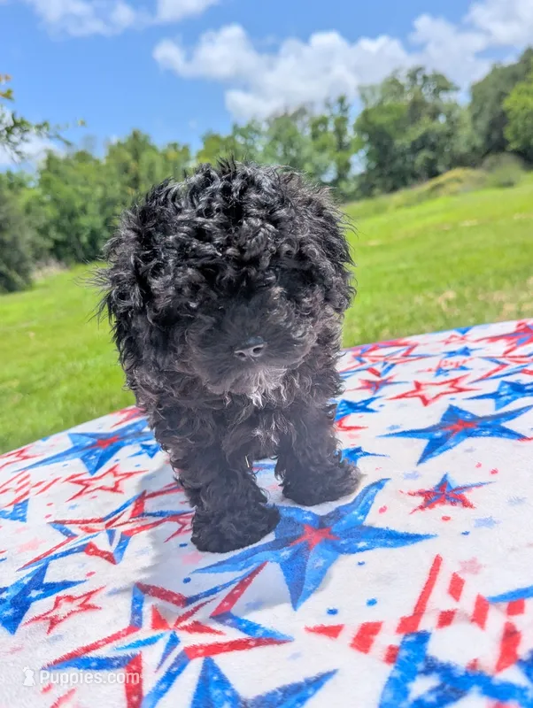 Rex – Poodle - Toy  puppy for sale in Santa Fe, TX