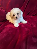 CKC Daisy , a female Poodle - Toy  for sale in Santa Fe, TX – Photo 1 of 5