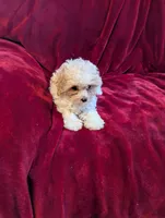 CKC Daisy , a female Poodle - Toy  for sale in Santa Fe, TX – Photo 3 of 5