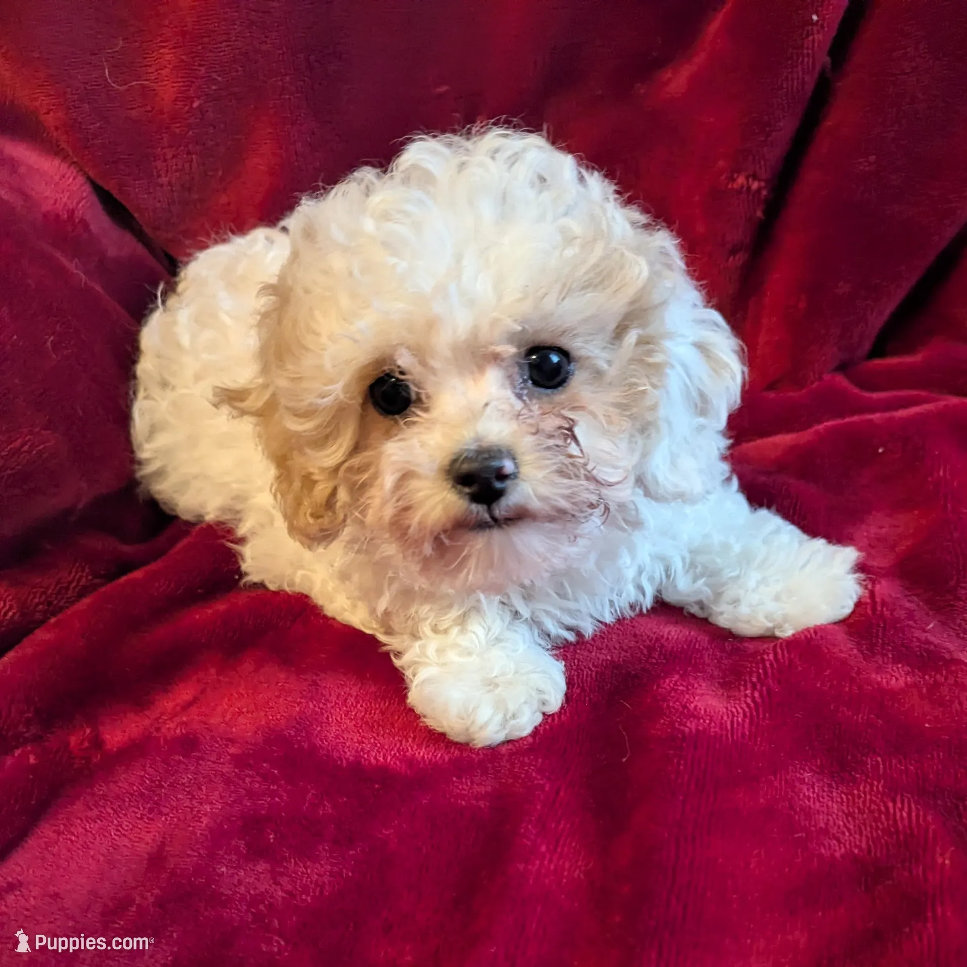 CKC Daisy , a female Poodle - Toy  for sale in Santa Fe, TX – Photo 2 of 5
