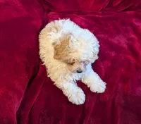 CKC Daisy , a female Poodle - Toy  for sale in Santa Fe, TX – Photo 4 of 5