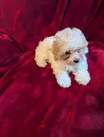 CKC Daisy , a female Poodle - Toy  for sale in Santa Fe, TX – Photo 5 of 5