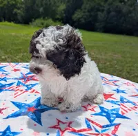 CKC Anna, a female Poodle - Toy  for sale in Santa Fe, TX – 1 of 4
