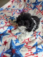 Tiny Flossey, a female Poodle - Toy  for sale in Santa Fe, TX – 3 of 4