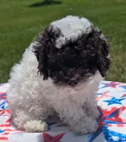 CKC Teri, a female Poodle - Toy  for sale in Santa Fe, TX – 3 of 3
