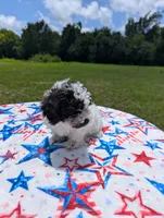 CKC Anna, a female Poodle - Toy  for sale in Santa Fe, TX – 2 of 4