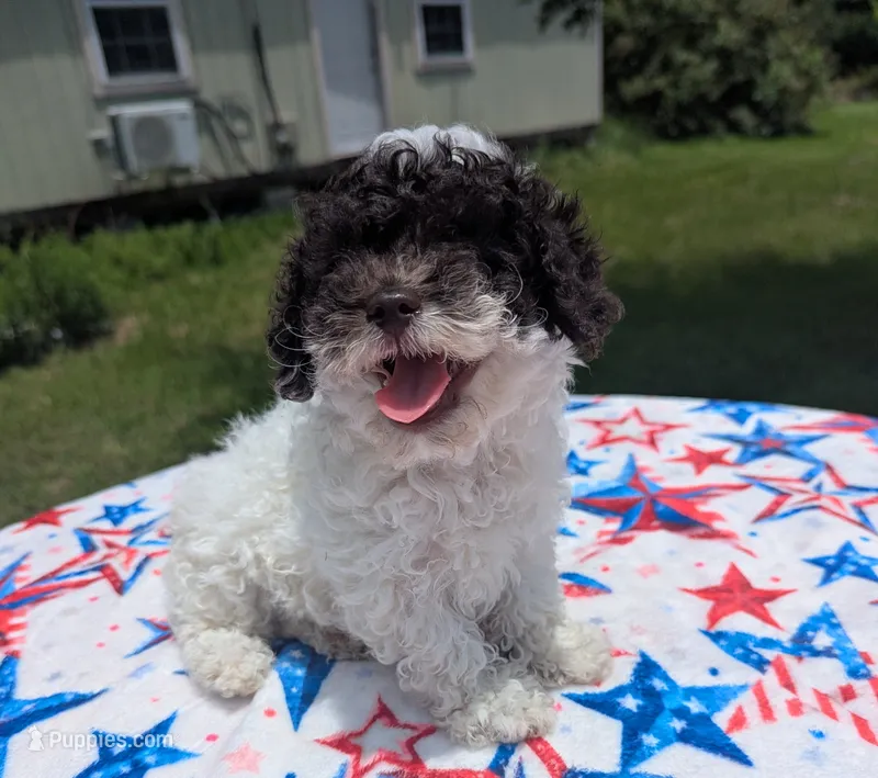 CKC Teri, a female Poodle - Toy  for sale in Santa Fe, TX – 1 of 3