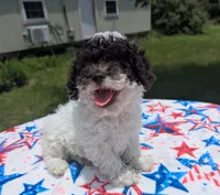 CKC Teri, a female Poodle - Toy  for sale in Santa Fe, TX – 1 of 3