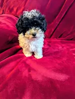 CKC Willow, a female Poodle - Toy  for sale in Santa Fe, TX – Photo 2 of 4
